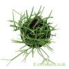 A top down view of Rhipsalis 'Oasis' from craftyplants