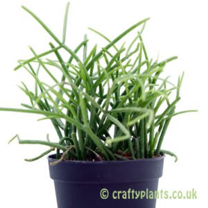 A side on look at Rhipsalis 'Oasis' from craftyplants