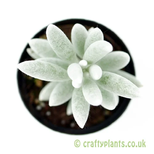 A top down view of Senecio haworthii from craftyplants