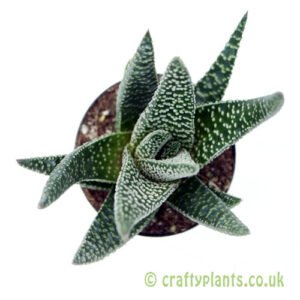 A top down view of x Gasteraloe 'Royal Highness' from craftyplants