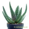 A side on look at x Gasteraloe 'Royal Highness' by craftyplants