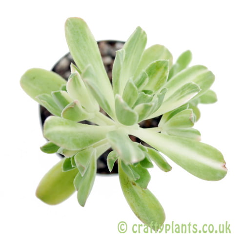 A top down look at Aeonium castello-paivae variegata by craftyplants