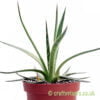 A side on look at Agave filifera by craftyplants