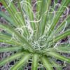 A close up of a more mature Agave filifera by craftyplants