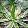 A more mature Agave lophantha 'Quadricolor' by craftyplants.co.uk