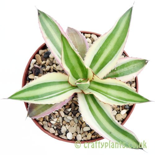 A top down view of Agave lophantha 'Quadricolor' from craftyplants