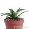 A side on look at Agave lophantha 'Splendida' by craftyplants