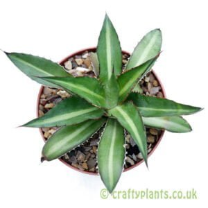 A top down view of Agave lophantha 'Splendida' from craftyplants