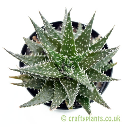A top down look at Aloe 'Pepe' by craftyplants