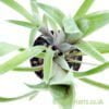A top down look at Bilbergia nutans 'Variegata' by craftyplants