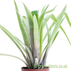 A side on look at Bilbergia nutans 'Variegata' by craftyplants