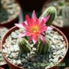 The flower of Chamaecereus silvestrii by craftyplants