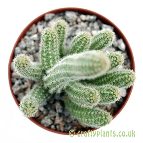 A top down view of Chamaecereus silvestrii from craftyplants