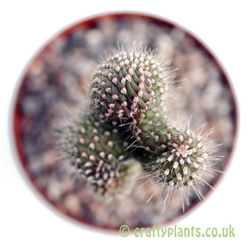 A top down look at Cylindropuntia fulgida by craftyplants