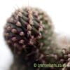 A close up of Cylindropuntia fulgida by craftyplants