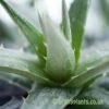 A close up of Deuterocohnia lorentziana by craftyplants