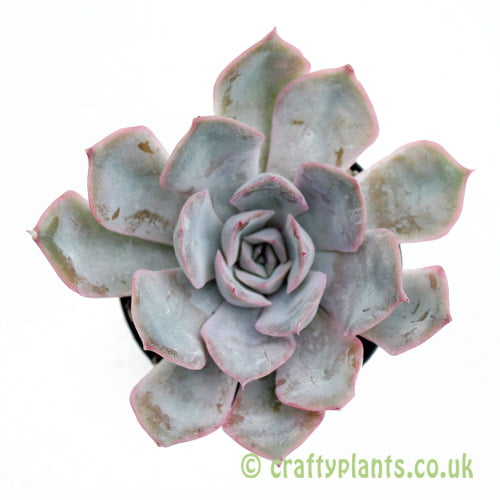 A top down look at Echeveria 'Orion' by craftyplants