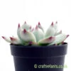 A side on view of Echeveria lindsayana by craftyplants
