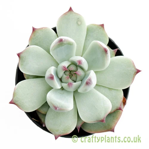 A top down look at Echeveria lindsayana by craftyplants