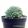 A side on look at Echeveria setosa f. cristata by craftyplants