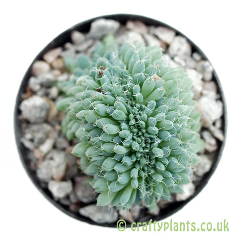 A top down look at Echeveria setosa f. cristata by craftyplants
