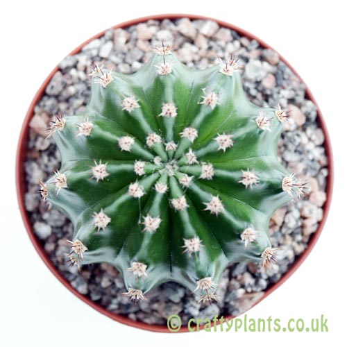 A top down look at Echinopsis eyriesii by craftyplants