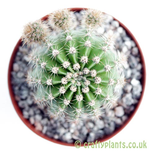 A top down look at Echinopsis oxygona (syn E. multiplex) by craftyplants