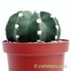 A side on look at Echinopsis subdenudata cristate by craftyplants