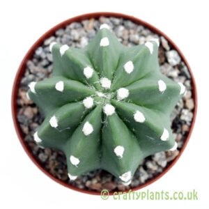 A top down look at Echinopsis subdenudata by craftyplants