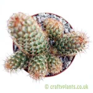 A top down look at Mammillaria elongata (bronze spines) by craftyplants