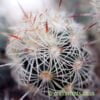 A close up of Mammillaria elongata (cream spines) by craftyplants