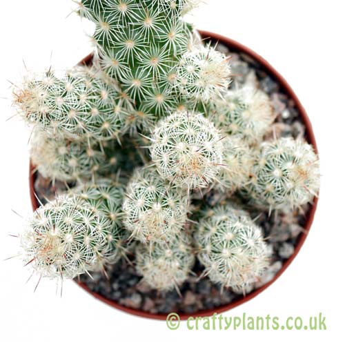 A top down look at Mammillaria elongata (cream spines) by craftyplants