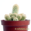 A side on look at Mammillaria elongata (yellow spines) by craftyplants