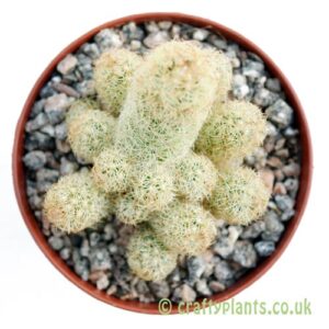 A top down look at Mammillaria elongata (yellow spines) by craftyplants