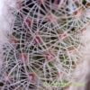 A closer look at Mammillaria elongata (yellow spines) by craftyplants