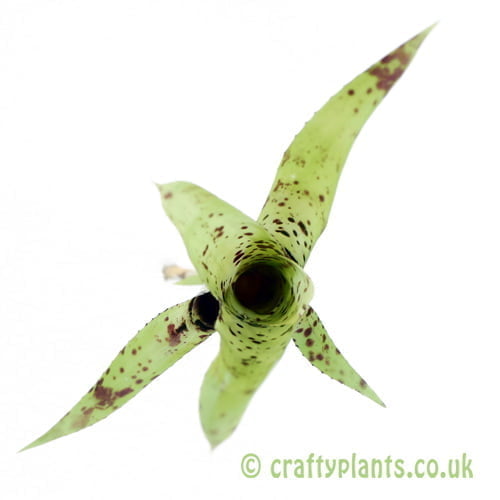 A top down view of Neoregelia 'Anteia' from craftyplants