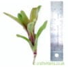 Neoregelia 'Mephisto' with a ruler by craftyplants