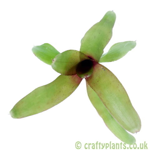 A top down view of Neoregelia 'Mephisto' from craftyplants