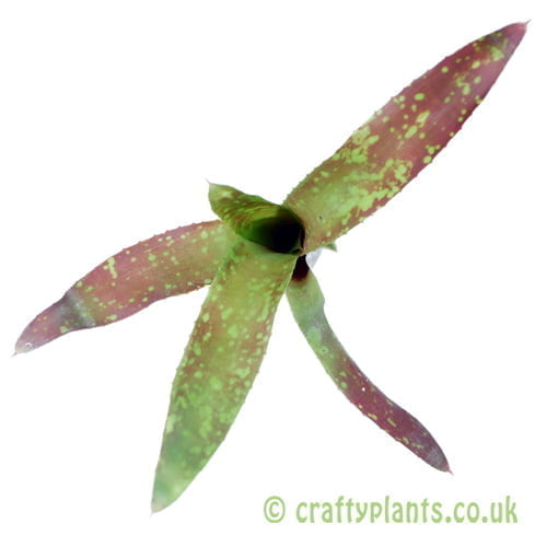A top down view of Neoregelia chlorostica from craftyplants