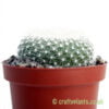 A side on look at Parodia haselbergii by craftyplants