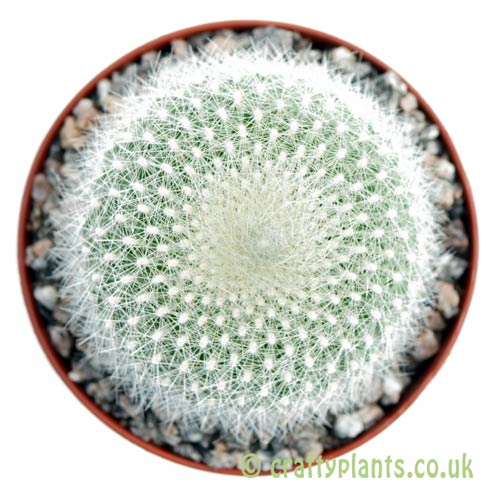 A top down look at Parodia haselbergii by craftyplants