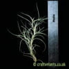 Tillandsia 'Nezley' (T.usneoides x mallemontii) with a ruler by craftyplants