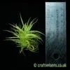 Tillandsia aeranthos 'Miniata' with a ruler by craftyplants