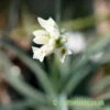The flower of Tillandsia aeranthos var. alba by craftyplants