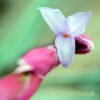 The flower of Tillandsia bermejoensis hybrid by craftyplants