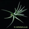 Another view of Tillandsia bermejoensis hybrid by craftyplants