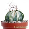 A side on look at Astrophytum capricorne by craftyplants