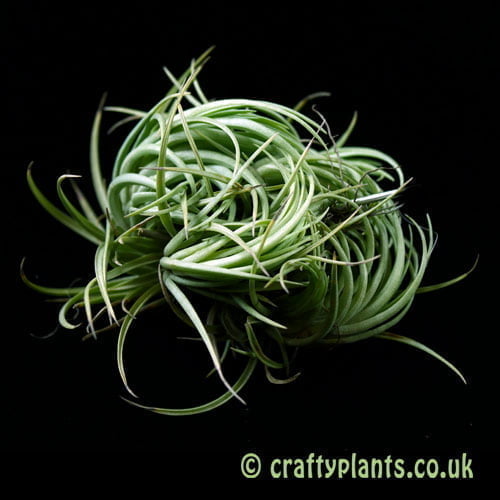 Tillandsia tenuifolia 'Bronze Tip' clump by craftyplants