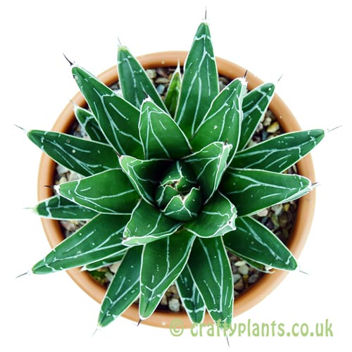Agave victoriae-reginae by craftyplants