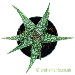 A top down view of Aloe Bedfords Beau x somaliensis by craftyplants